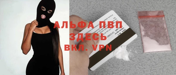 прущие грибы Новозыбков
