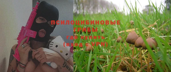 прущие грибы Новозыбков